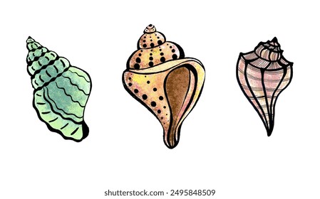 A set of three different shells. Drawing with a black outline. Isolated on white background. Doodle. Stylized illustrations. The shells are filled with lines, waves, and dots.