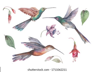 Set of three hummingbird birds in flight with spread wings, pink fuchsia flowers and buds with green leaves. Composition of individual elements on a white background for design. Watercolor.
