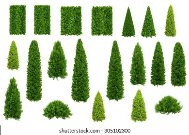 Set Of Thuja And Juniper Trees Isolated On White Background