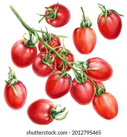 Set Tomatoes. Branch Tomato on an isolated white background. watercolor botanical illustration