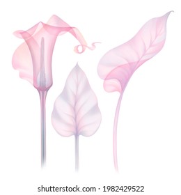 set of transparent flower calla lilies in soft pink color, hand-drawn isolated on a white background X-ray flower calla leaves Delicate petals pistils stamens Botanical drawing of the flower structure