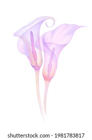 set transparent flower calla soft pink color  hand  drawn  isolated white background  x  ray flower  calla leaves Delicate spring petals pistils stamens Botanical drawing the flower structure