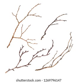 Set of Tree Branches isolated on white background. Hand drawn watercolor illustration of dry twigs without leaves. Decoration element