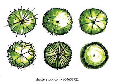 Set Of Tree Plan For Landscape Design. Abstract Natural Symbol Isolated On White Background With Clipping Path.