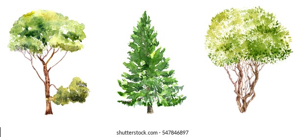 set of trees drawing by watercolor, fir, pine and bush, isolated natural elements, hand drawn illustration