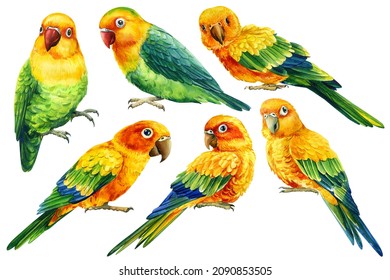 Set of tropic parrots watercolor, tropical birds, lovebirds