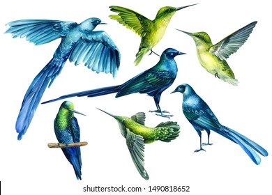 set of tropical birds on an isolated white background, watercolor illustration. Long-tailed Glossy Starling, Hummingbird