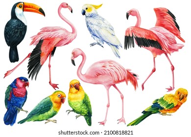 Set Of Tropical Birds Parrots, Cockatoo, Flamingo And Toucan On A White Background, Watercolor Illustration