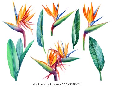 set tropical bright flowers and leaves, paradise flower, strelitzia on white background, watercolor illustration, botanical painting