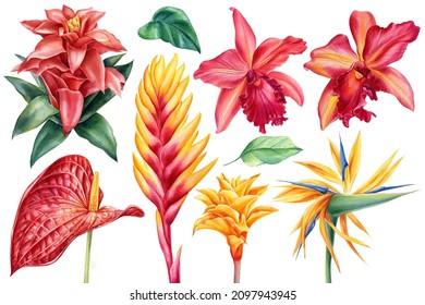 Set of tropical flowers, isolated background, watercolor illustration Strelitzia, orchid, Anthurium, bromelia and guzmania