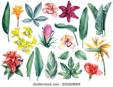 Set Of Tropical Flowers And Leaves On An Isolated White Background, Watercolor Illustration