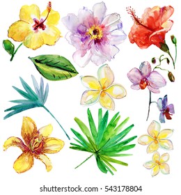 Set Of Tropical Flowers And Leaves. Watercolor Painting.