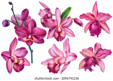 Set tropical flowers orchid, flora watercolor illustration, botanical painting, hand drawing.