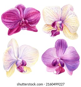 Set Of Tropical Flowers Orchid, Flora Watercolor Illustration, Botanical Painting, Hand Drawing.