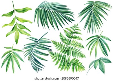 Set Tropical leaves. Fern, palm leaf, coconut. Watercolor botanical painting