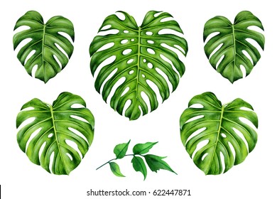 Set Of Tropical Leaves. Green Monstera Leaf. Hand Painted Watercolor Illustration. Realistic Botanical Art.