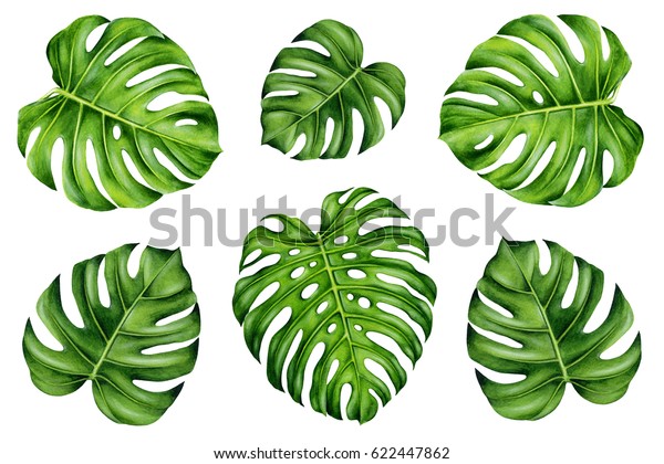 熱帯の葉のセット 緑のモンステラの葉 対称構図 手描きの水彩イラスト 写実的な植物学 のイラスト素材