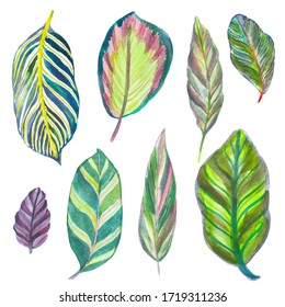 Set Of Tropical Leaves. Isolated Elements On A White Background. Watercolor Hand Drawing.