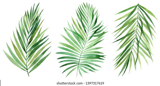 Set of tropical leaves. Jungle, botanical watercolor illustrations, floral elements, palm leaves, fern and others. Hand drawn watercolor set of Anthurium green leaves and home plant