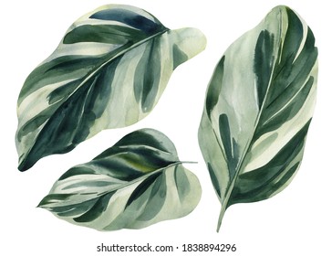 Set Of Tropical Leaves On White Background, Watercolor Illustration, Wrapping Paper, Textile Or Interior Wallpaper