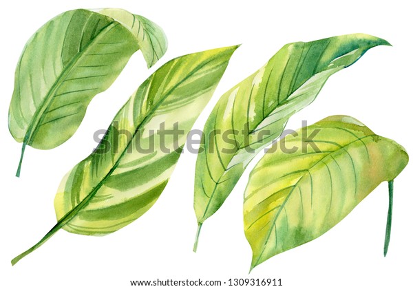 白い背景に熱帯の葉のセット ヤシの葉 水彩イラスト のイラスト素材 1309316911