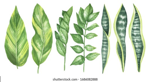 Set Of Tropical Leaves: Shell Ginger Plants, Snake Plant, Zamioculcas. Isolated Elements On A White Background. Watercolor Hand Drawing.