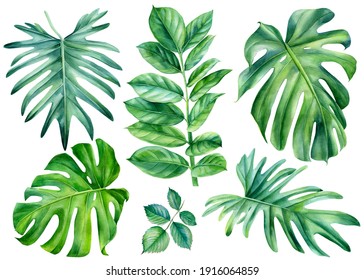 Set Of Tropical Leaves Watercolor, Beautiful Palm Leaf Hand Drawing, Monstera Liana