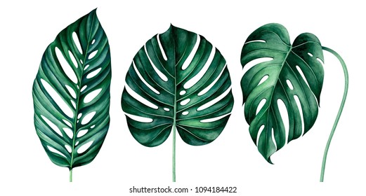 Watercolor Monstera Plant Images Stock Photos Vectors