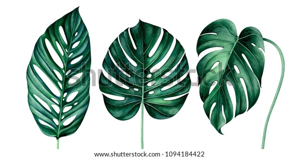白い背景に熱帯のモンステラの葉のセット 水彩手描きのイラスト のイラスト素材