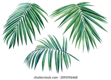 Set of tropical palm leaves isolated on white background. Watercolor exotic plant. Botanical illustration. jungle design