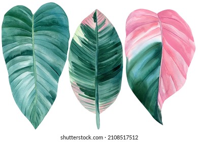 Set Of Tropical Pink And Green Leaves, Isolated White Background, Watercolor Painting, Ficus Leaf