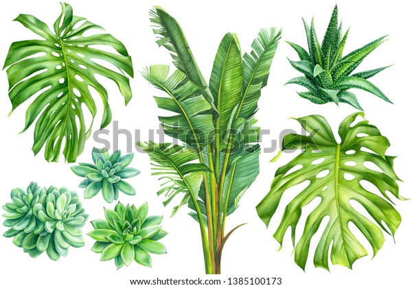 熱帯植物 バナナヤシ 多肉類 ハウサシア モンステラの葉 分離型白い背景に 水彩イラスト 手描き 植物画 のイラスト素材