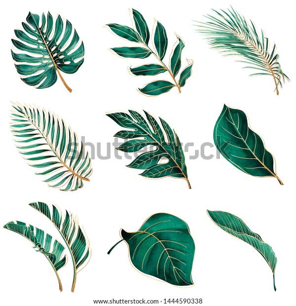 熱帯植物のセット 植物性の水彩緑のエキゾチックな葉と金の輪郭 ココナツヤシ モンステラ バナナの木 のイラスト素材