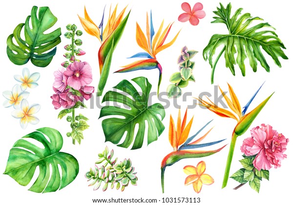 白い背景に熱帯の植物と花のセット 水彩手描きの画像 ヤシの葉 モンステラ 多肉質 プロテア ストレリツィア プルメリア ハイビスカス マロー の イラスト素材