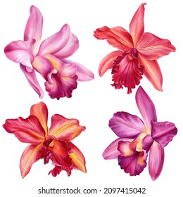 Set Tropical Plants, Orchid Flowers, Floral Design, Watercolor Illustration, Botanical Painting, Hand Drawing.