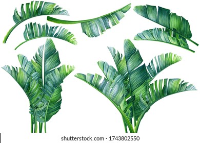 Set Tropical Plants Palm Leaves Isolated Stock Illustration 1743802550 ...