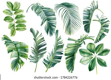 Set Of Tropical Plants, Palm Leaves, Green Leaves Painted In Hand-made Watercolor, Botanical Painting