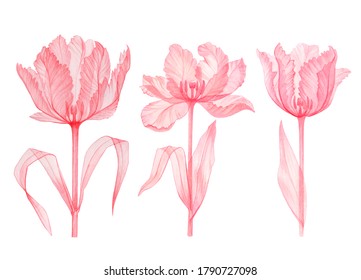 Set Tulip pink transparent flower  Terry Tulip x  ray tender  stem and leaves  pistils  hand  drawn watercolor  flower structure drawing isolated white background