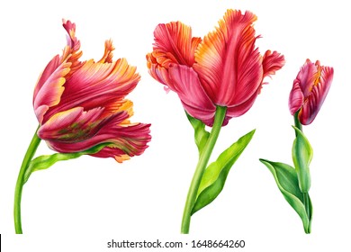 Set Tulips On Isolated White Background Stock Illustration 1648664260 ...