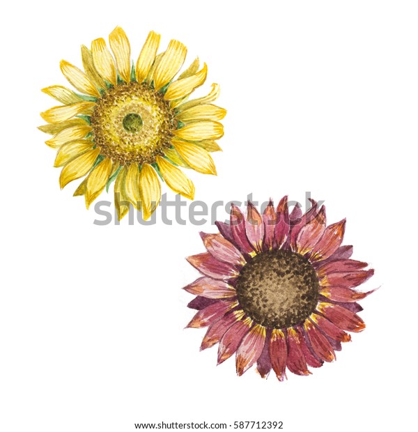 Set Two Sunflowers Yellow Red On Stock Illustration 587712392 