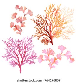 set of underwater elements: algae seaweed, corals, beautiful marine drawings, underwater plants. 