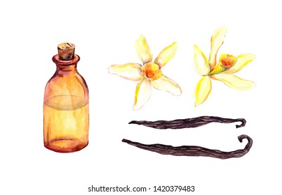 Set For Vanilla Extract, Essential Oil. Bottle With Essense, Vanilla Pods And Orchid Flowers. Watercolor