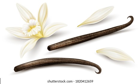 Set Of Vanilla Flower With Dried Vanilla Sticks And Petals. Realistic Food Cooking Condiment. Aromatic Seasoning Ingredient For Cookery And Sweet Baking, Isolated White Background. 3D Illustration.