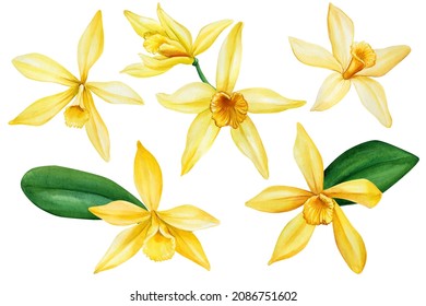 Set Vanilla Flower, Watercolor, Hand Drawing, Botanical Illustration