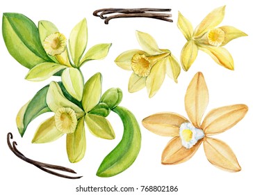 Set Vanilla Flower, Watercolor, Hand Drawing, Botanical Illustration