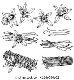 Set Of Vanilla Pods, Sticks With Vanilla Flower. Hand Drawing Sketch Isolated On White Background. Kitchen Herbs And Spices.