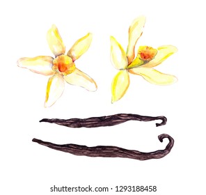 Set Of Vanilla Pods And Two Orchid Flowers. Watercolor