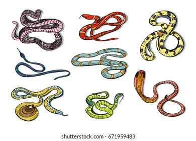 Set Viper Snake Serpent Cobra Python Stock Vector (Royalty Free ...