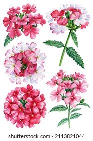 Set Verbena Wildflower On White Background, Watercolor Illustration, Floral Clipart