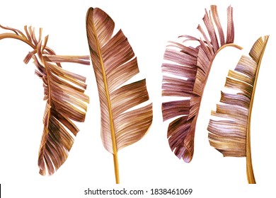 Set Of Vintage Palm Leaves On White Background, Watercolor Botanical Illustration, Tropical Clipart